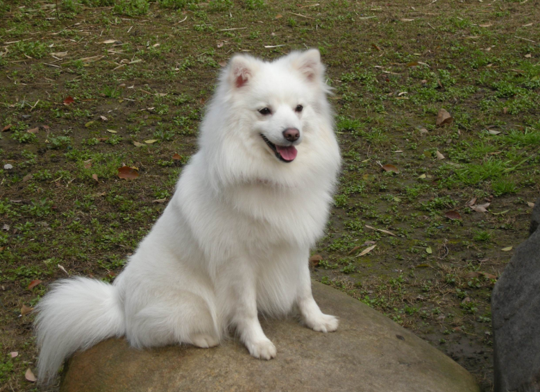 白色狗狗种类图片图片