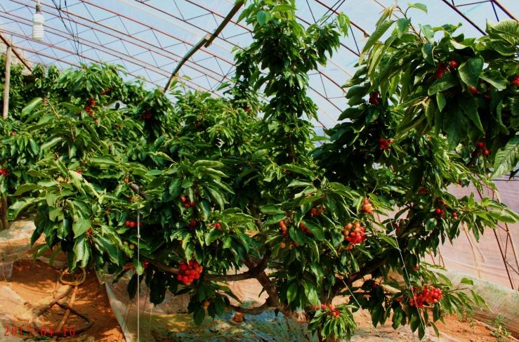 樱桃产地樱桃产地在我国哪里