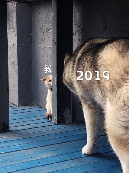 2018和2019的表情包图片大全