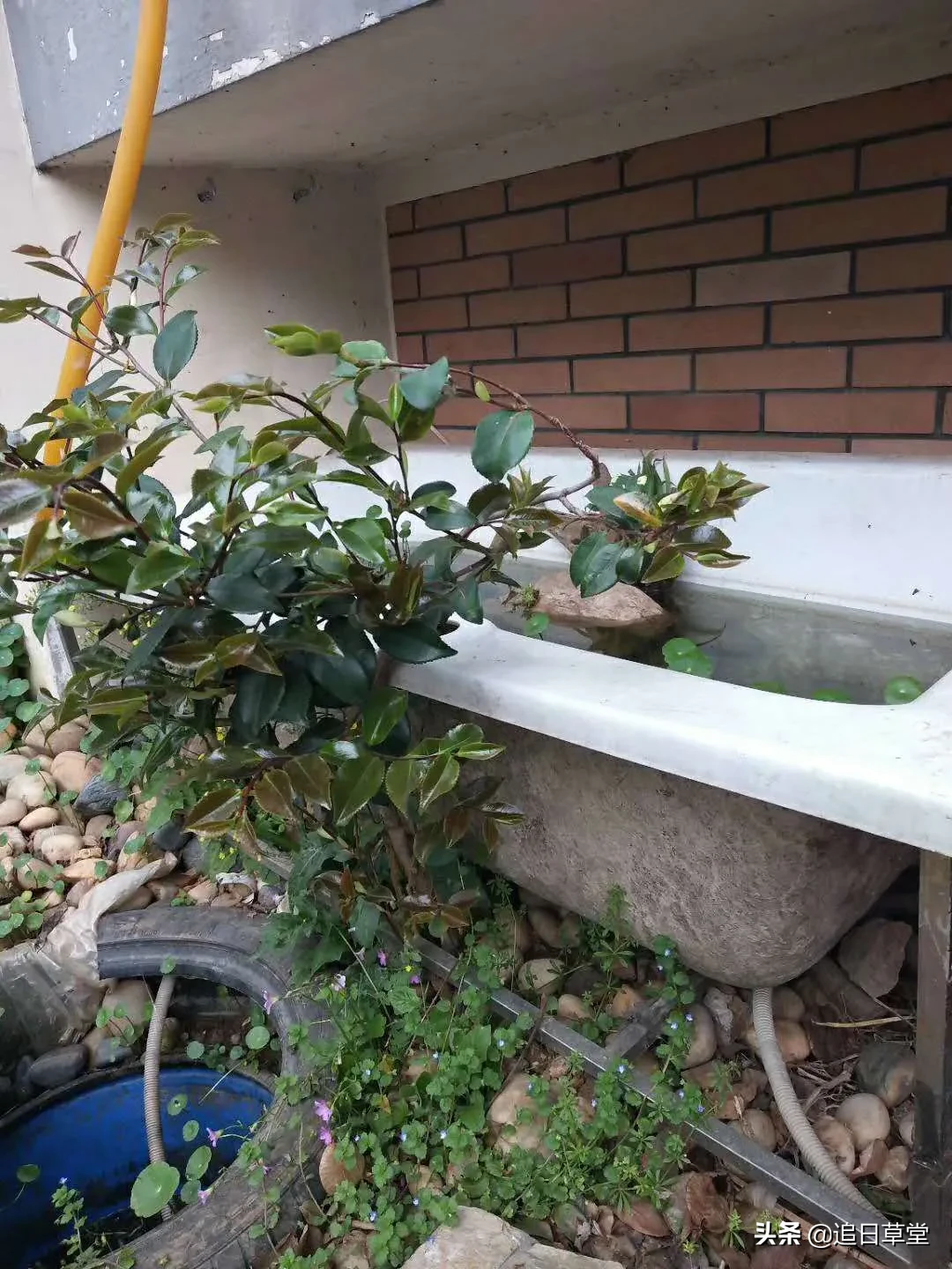 武汉都市菜园DIY回忆录之三樱花潭与浴盆鱼缸