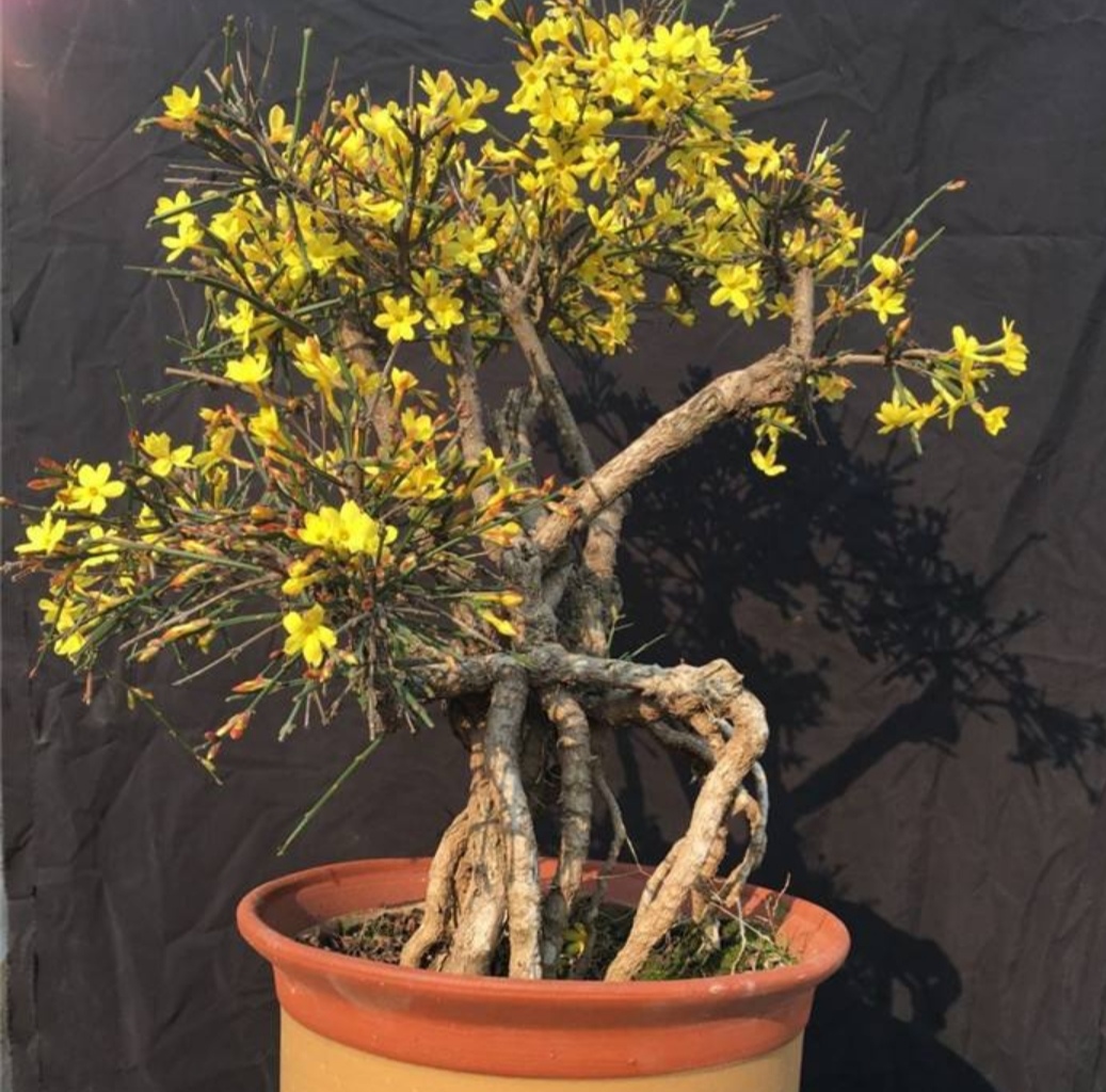迎春花悬崖式图片大全,盆景悬崖式造型_大山谷图库