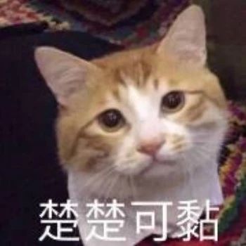 性感猫咪，在线陪聊