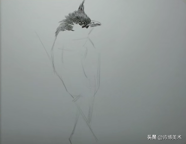 新手入门必学素描小鸟，步骤很简单，画出来传神又可爱