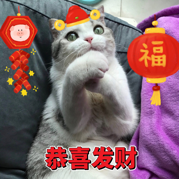 猫咪拜年表情包：恭喜发财，红包拿来