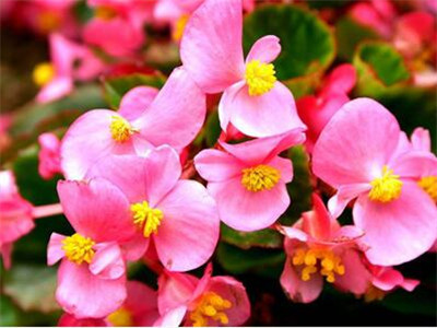 海棠花开完花怎样修剪 海棠花的修剪图解