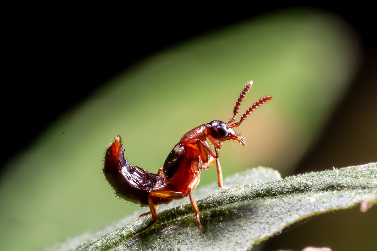 农村常见的"隐翅虫",竟然会给人造成伤害,究竟是怎么回事?