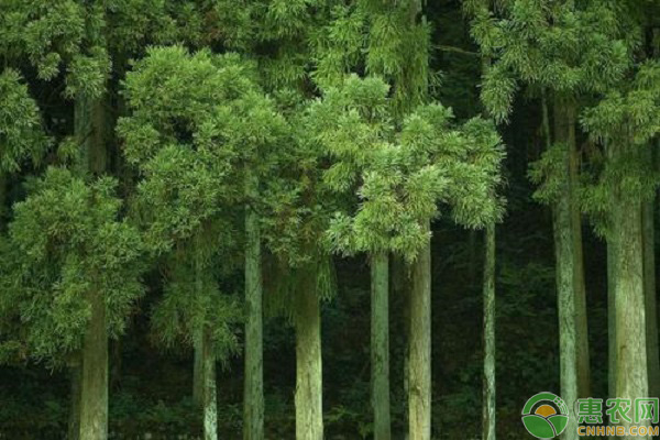 目前种植杉木前景如何？杉木种植的成本与利润高吗？