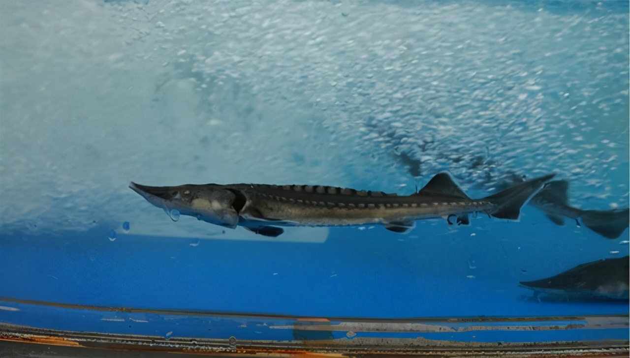 据不完全统计,长江水域一共生活着424种鱼类,其中包括国家重点保护