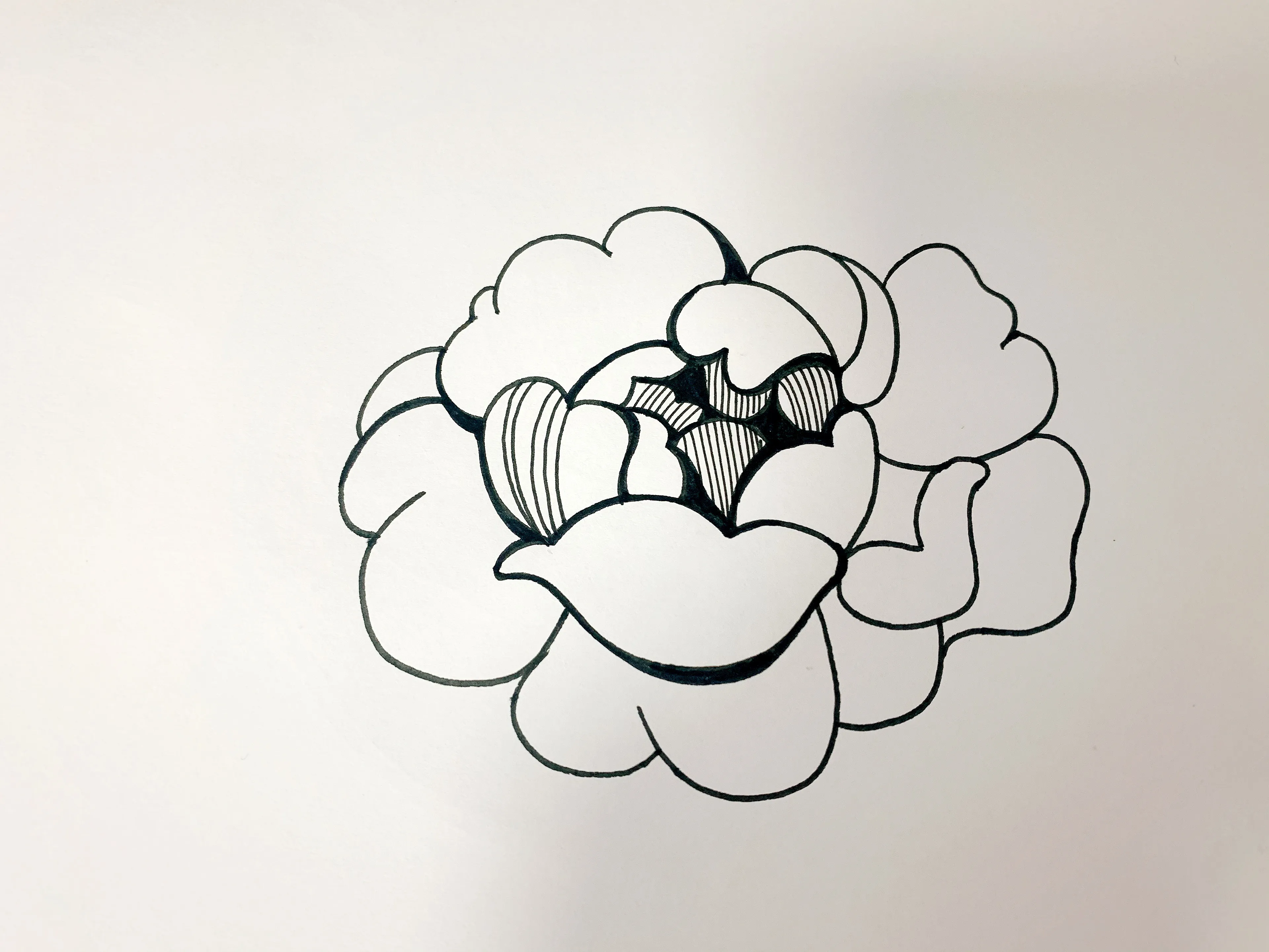 针管笔手绘玫瑰花，6步详细教学，你不来看看？