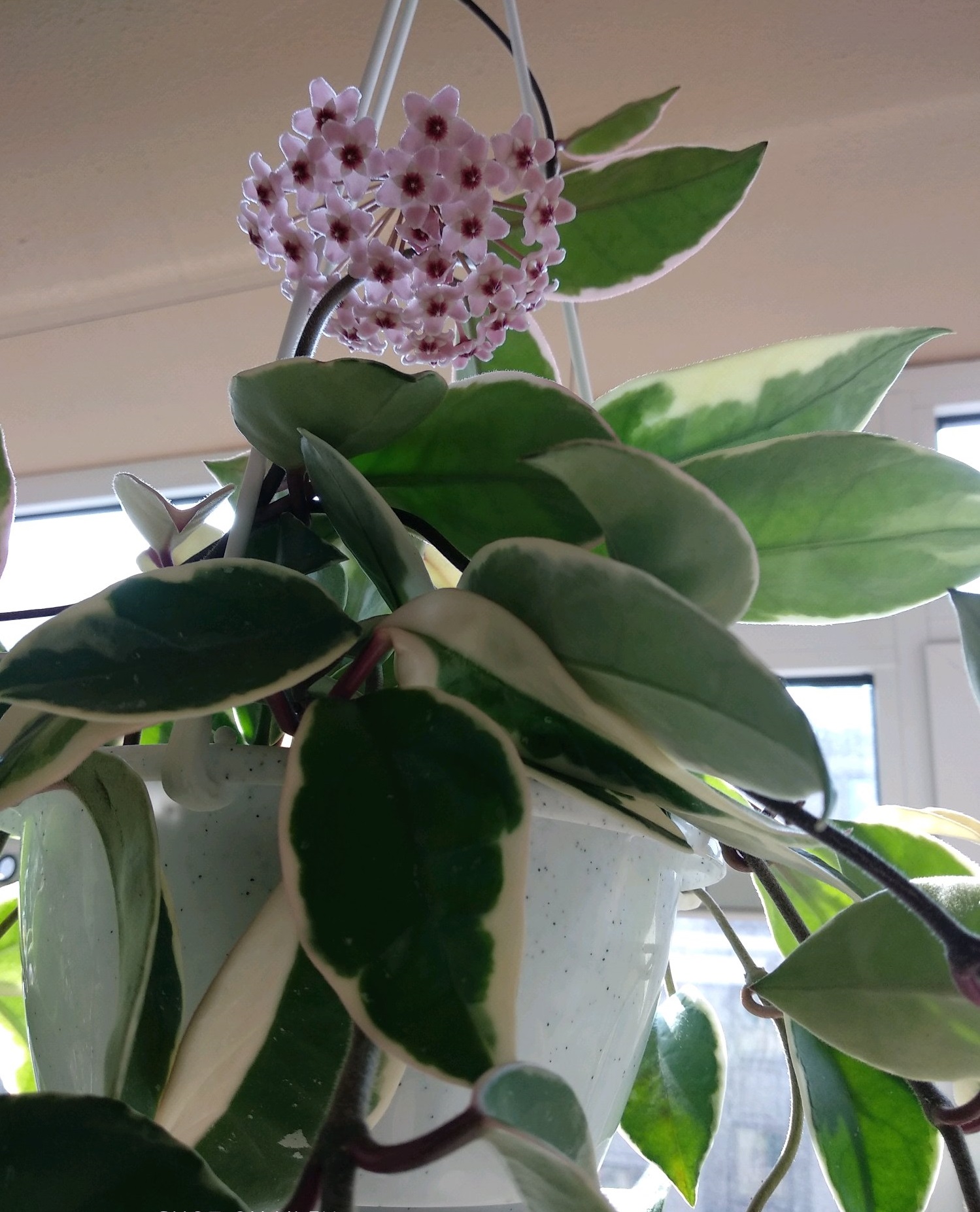 球兰什么时候开花(最容易开花的球兰排名) - 家电维修网