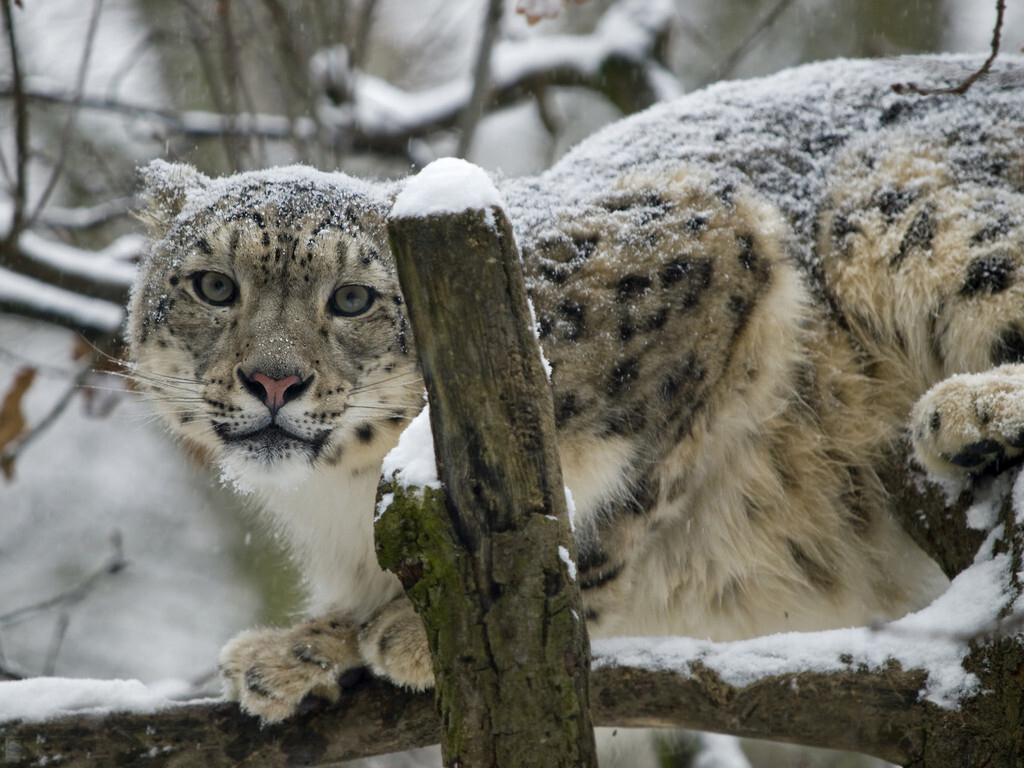 雪山隐者雪豹:一跃15米,能捕牛,会做毛毡垫,为何濒临灭绝了