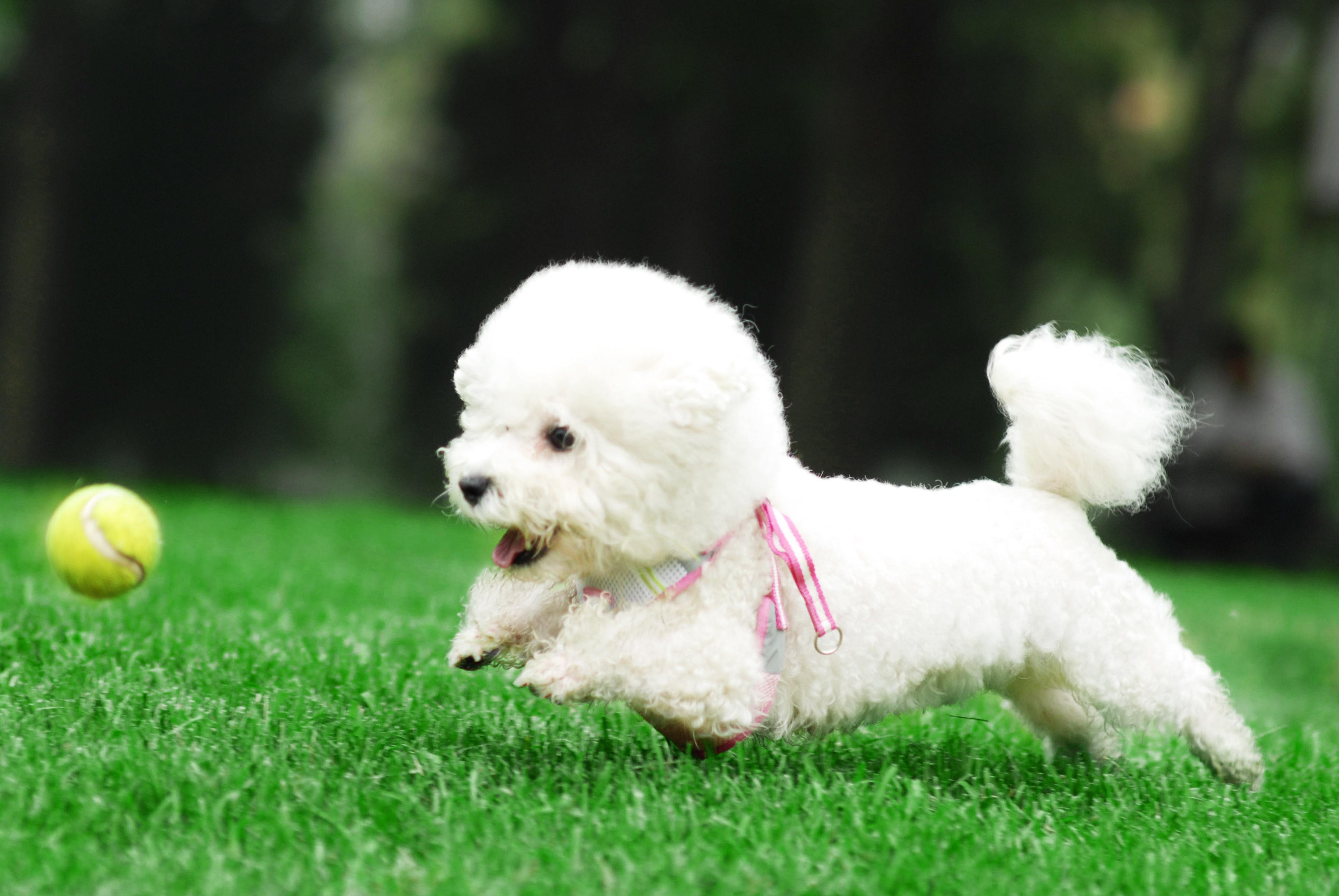 所以为了避免买到串串,病犬,就少人买比熊,价格