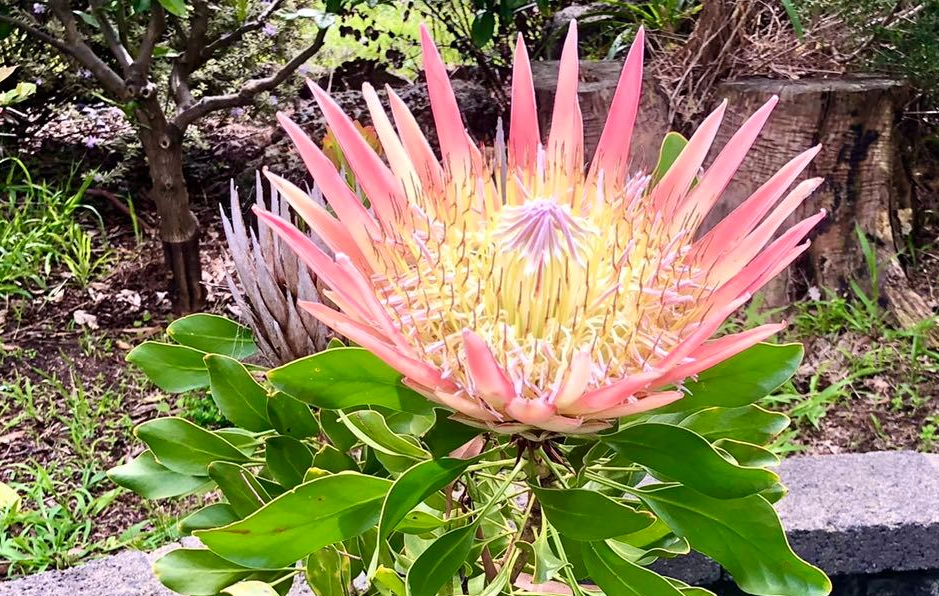 世界上最神奇的植物十大植物之最