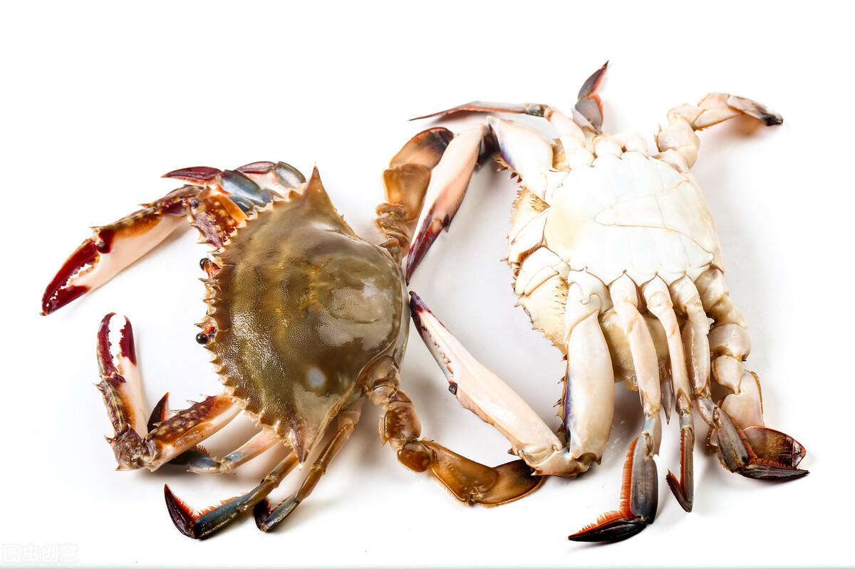 海蟹公母分辨图片(梭子蟹比去年便宜30) - 赤虎壹号