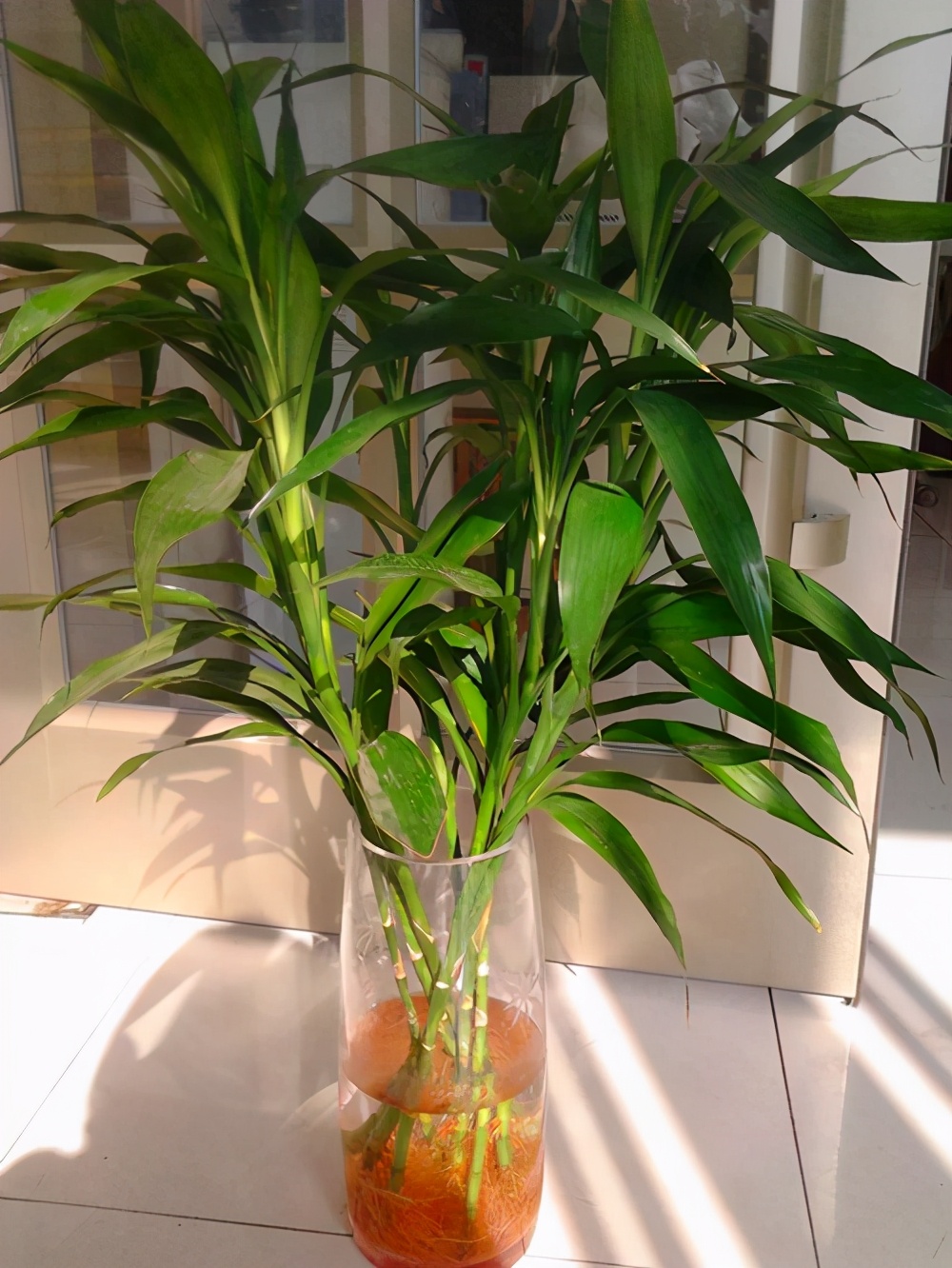 富贵竹太长怎么养需要注意什么精心整理