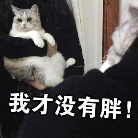 猫咪表情包：电死你个小可爱