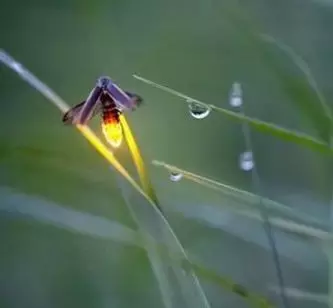 萤火虫，就是最美的夏日诗词