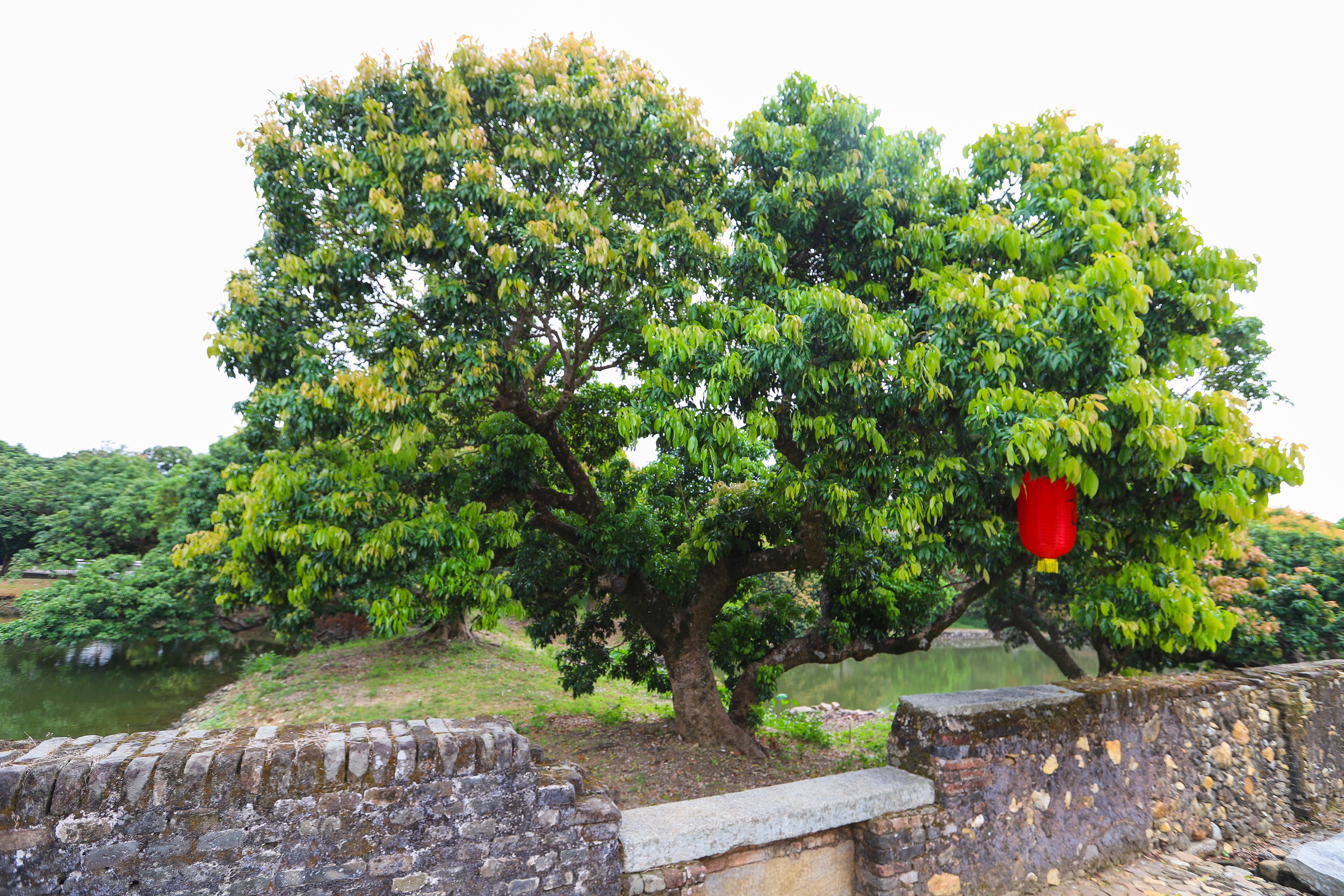 广州周边自驾游，街巷弯如迷宫的钱岗村，岭南民居建筑博物馆