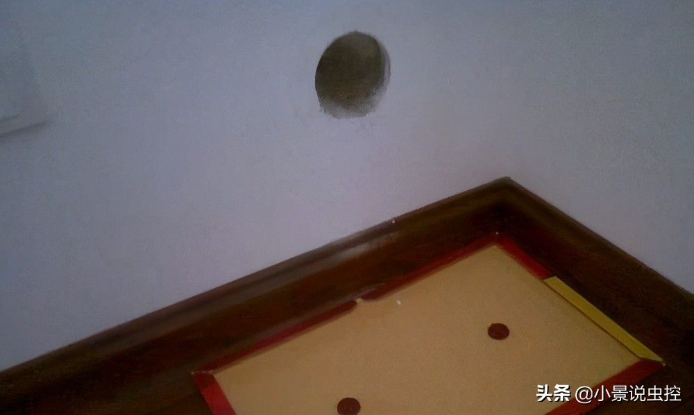 小景告诉你：粘鼠板粘不到老鼠的原因