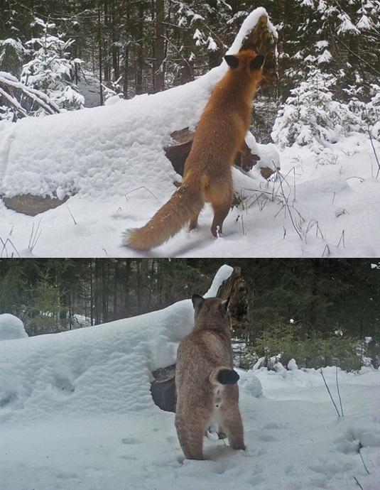 欧亚猞猁vs北美灰狼图片
