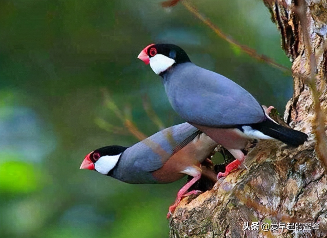 七彩文鳥的雛鳥之嘴籠養鳥中常見的文鳥科類型及特點