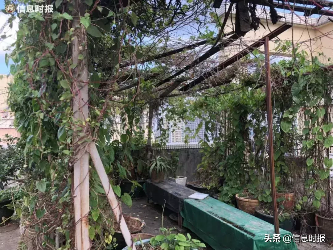 广州这些楼顶的天台，竟成了顶层住户“私家小园”，还上锁！该怎么办？