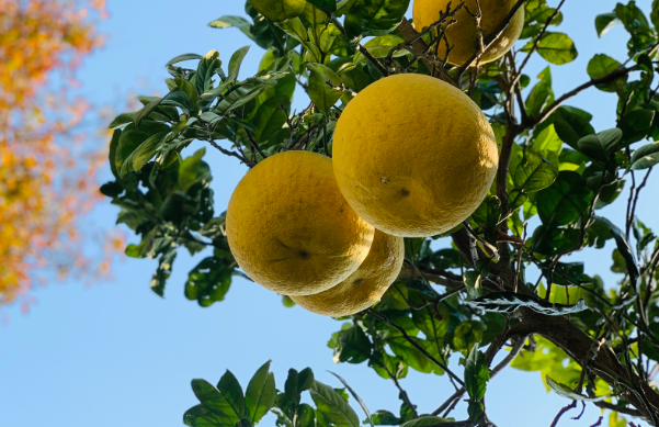 香橼树图片(我不是柚子) - 赤虎壹号