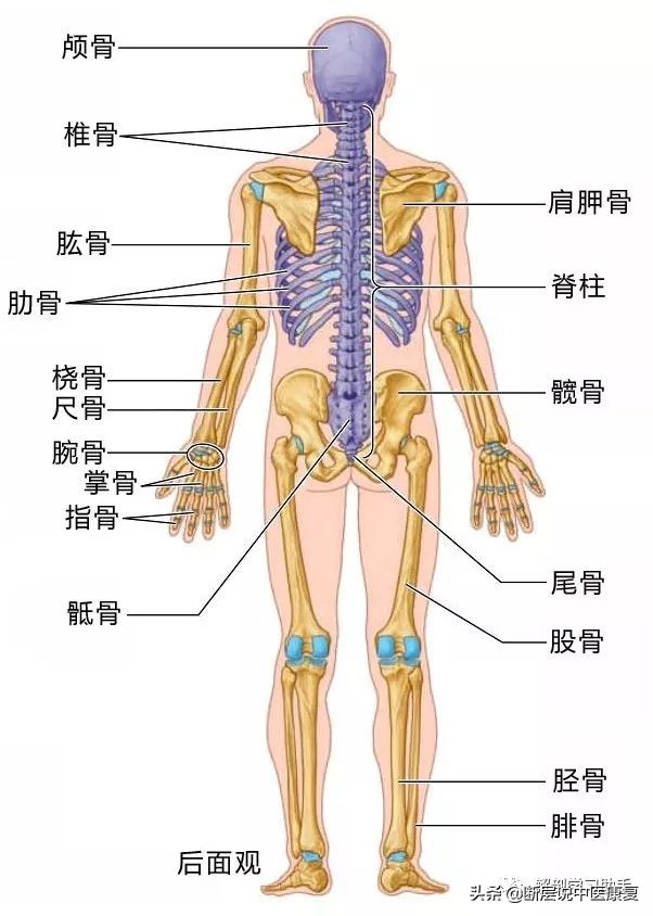 躯干分为椎胸肋,颈七腰五胸十二;下肢髋股膑胫腓,跗骨七块跖趾骨;上肢