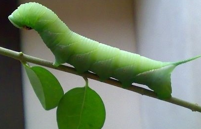 你是一条猪儿虫 猪儿虫