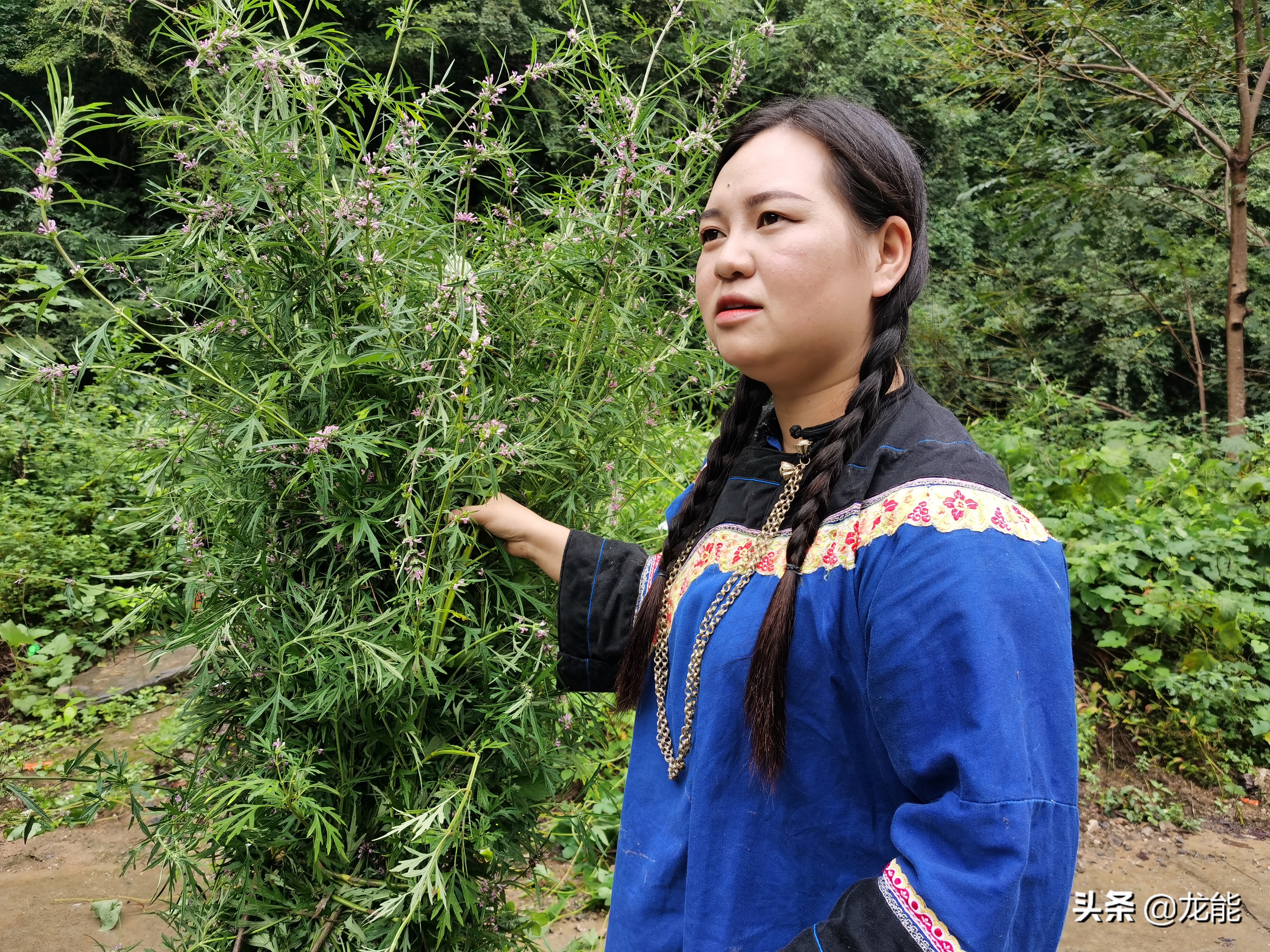 农村常见的“女人草”，对女性的身体十分有益，你知道了吗