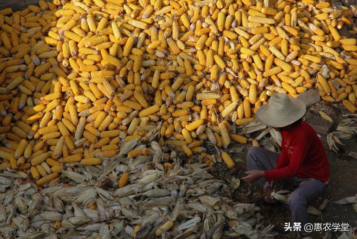 现在干玉米价格多少钱一斤？2021年10月玉米价格最新行情预测