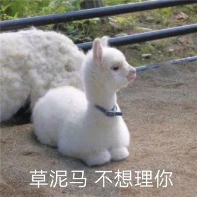 还不赶紧道歉的表情包