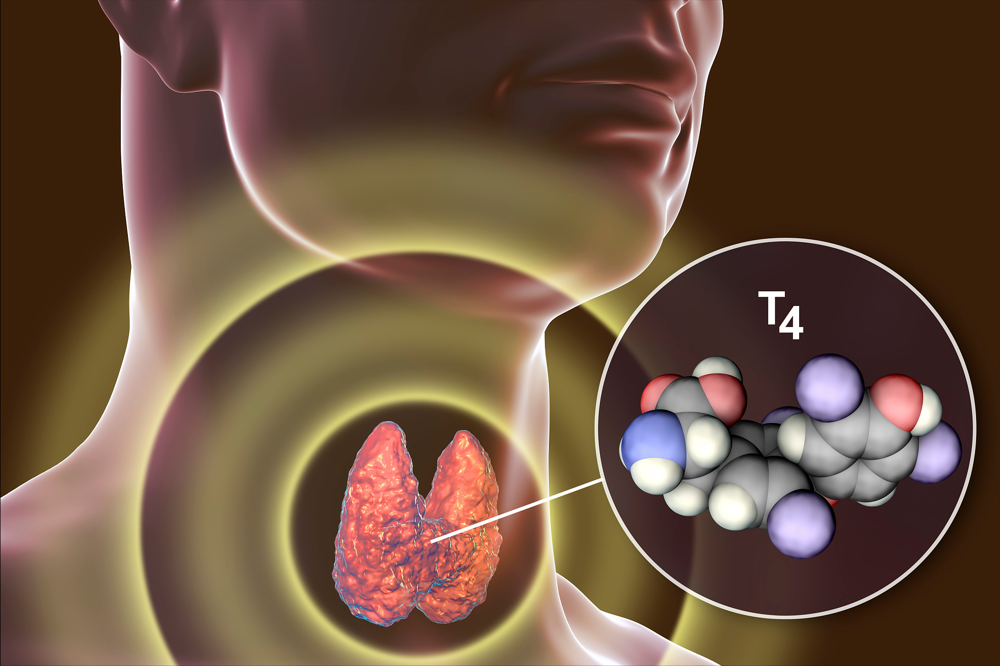 以下几种症状是 "甲状腺"异常的常见症状