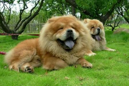 寓言小故事:雄狮躲狗