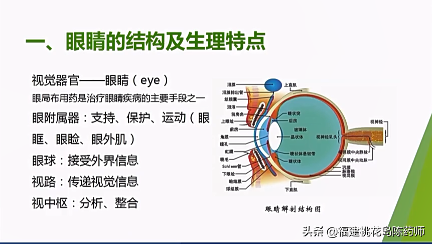 一文看懂眼部用药