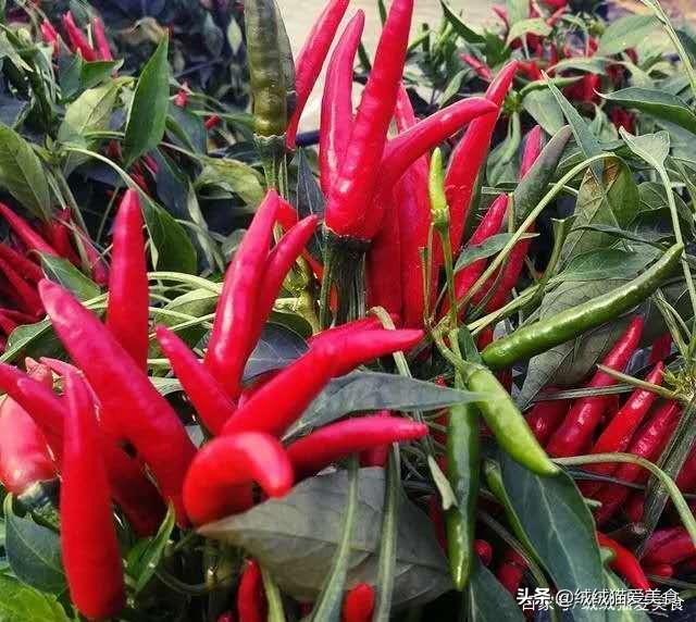 好辣啊，我喜欢！中国十大辣椒你知道吗？敢吃你就来