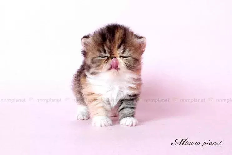 梦到猫,应该如何解梦?