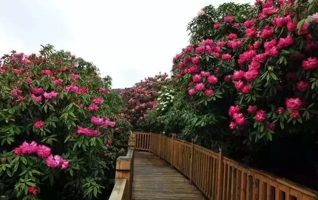 还有9天，贵州人集体放假！85个度假胜地马上安排！