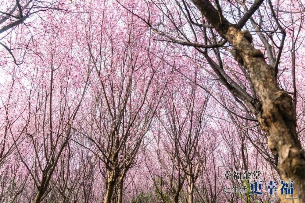 成都1.5h刹拢幽静山野，赏梨花、油菜花、桃花…不收门票