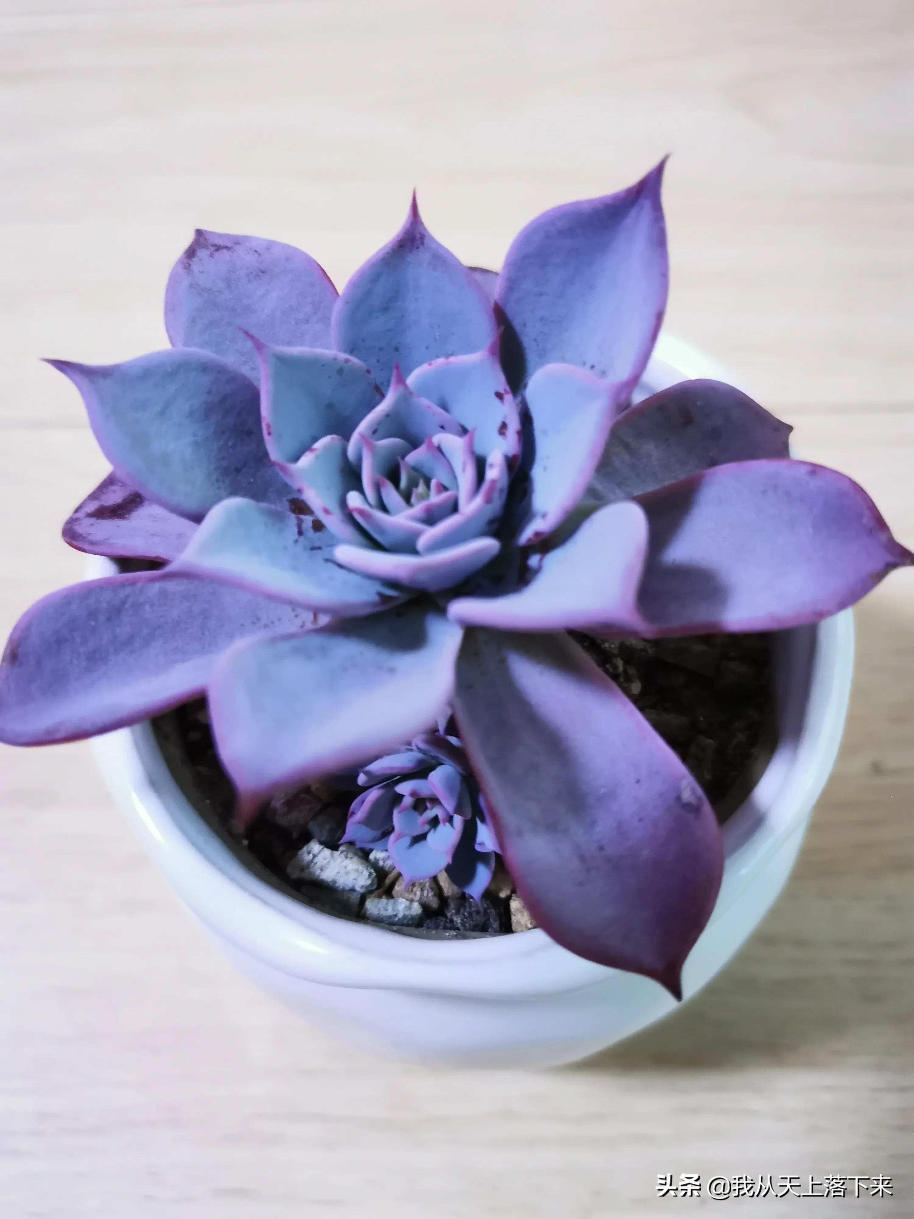 多肉品种大全图片名字(89种常见多肉植物品种图) - 赤虎壹号