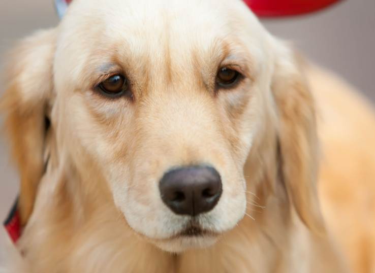 金毛犬要多少钱,金毛犬要多少钱一只