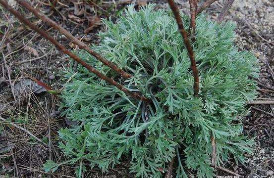 10元一斤的野菜茵陈蒿,能退黄疸,久食轻身益气,耐老,面白悦