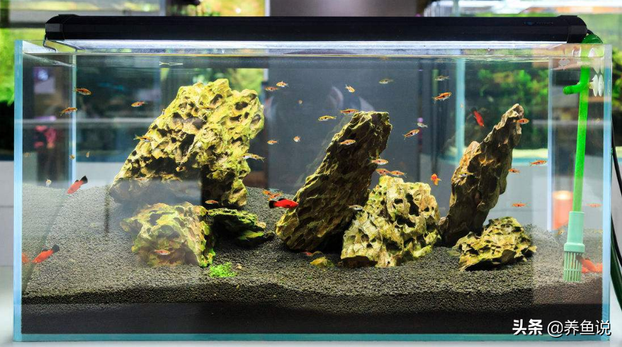 观赏鱼缸的图片及价格造一个精品鱼缸需多大成本