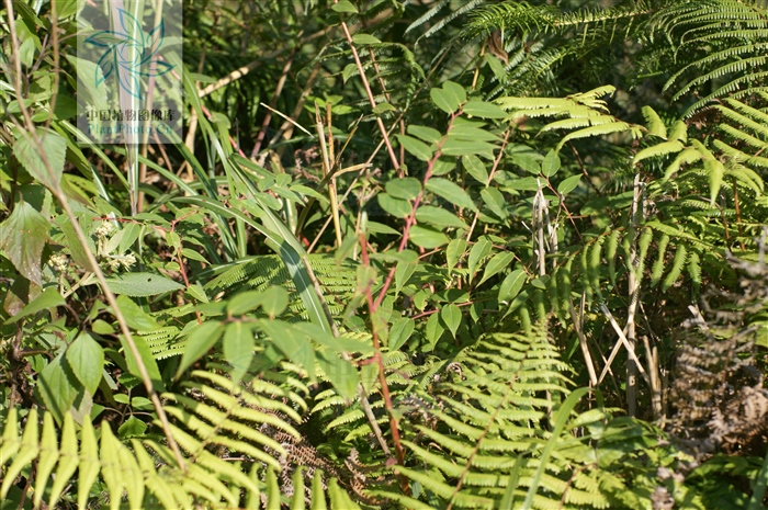 透骨香,见过吗?能祛风除湿,散寒止痛,活血通络
