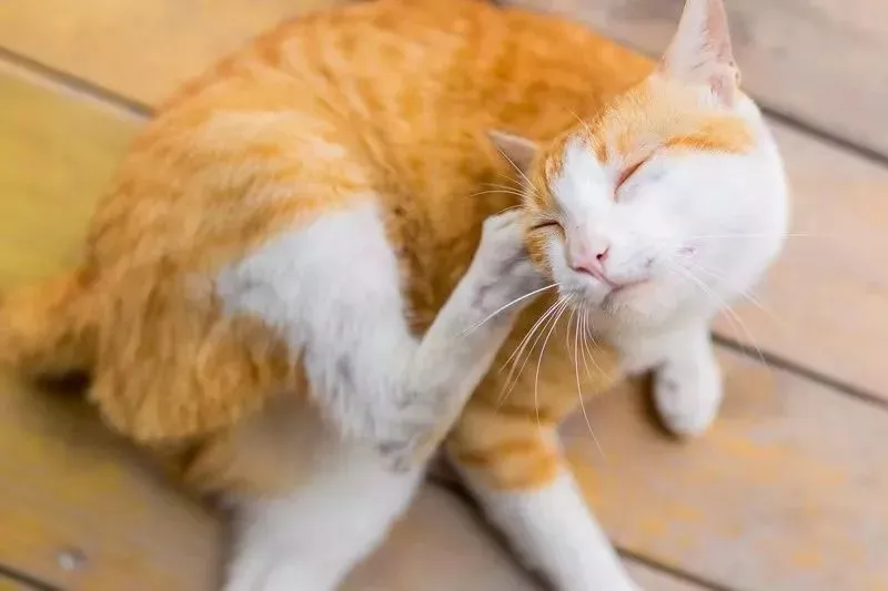 常见的猫咪皮肤病有哪些？如何治疗和预防猫癣和猫咪黑下巴？
