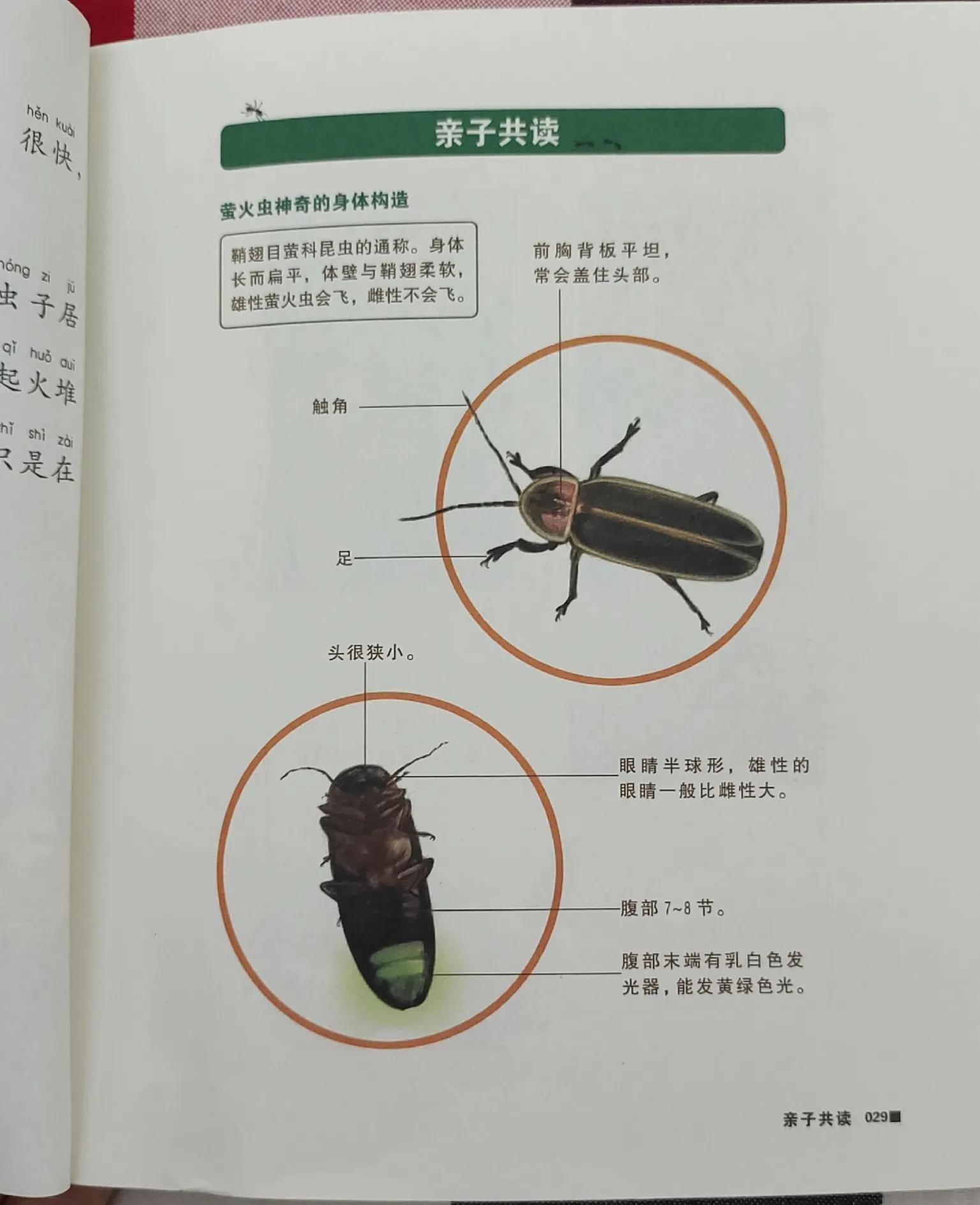 《酷虫学校》当屎壳郎优雅的走上课堂，生动的昆虫科普就开始了