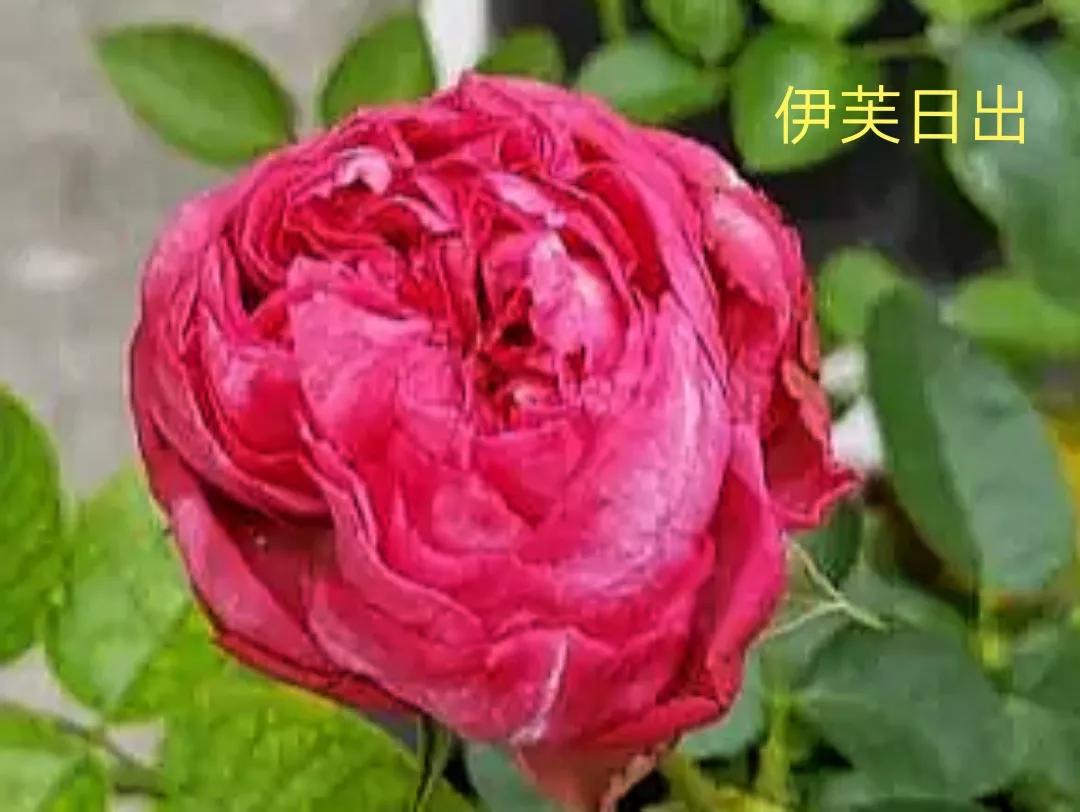 艾莎月季优缺点月季（常见切花月季详细介绍）