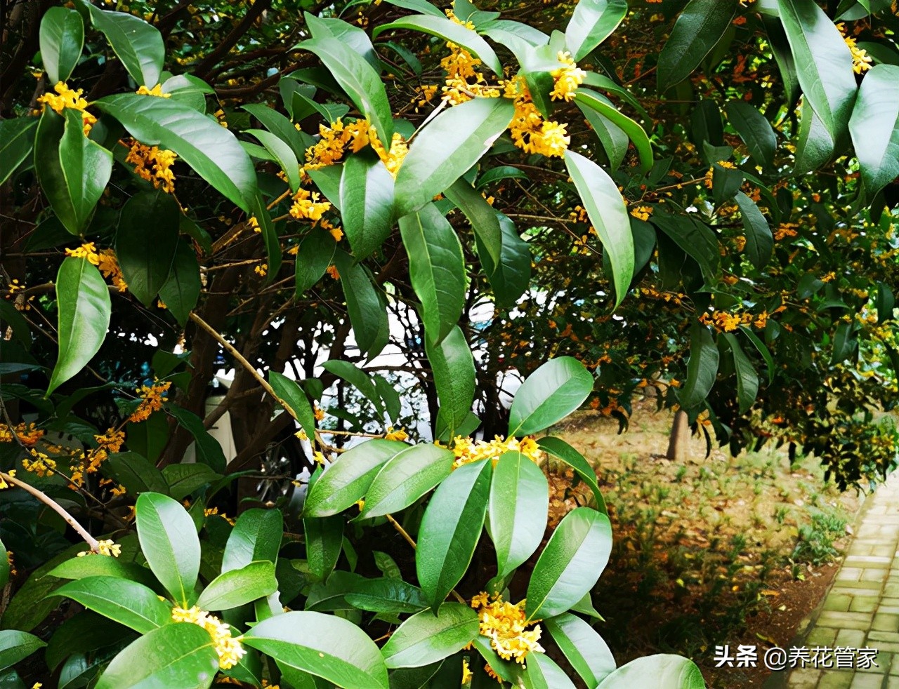 桂花是常绿还是落叶（关于桂花的知识介绍）