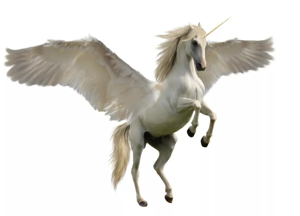 我是马,十二生肖排行老七,以下是我的介绍