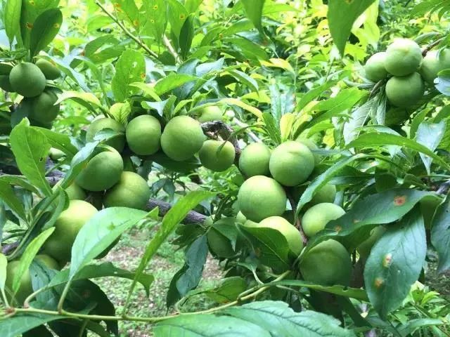 夏日炎炎，有“李”超甜！汶川青脆李陆续上市，等你来摘